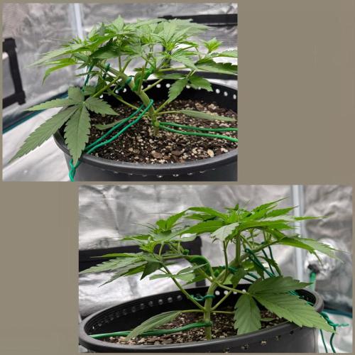 Medusa F1. Week 3