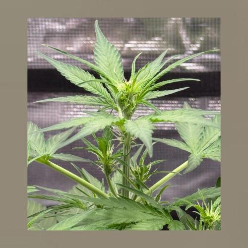 Medusa F1 Auto (RQS). Week 4