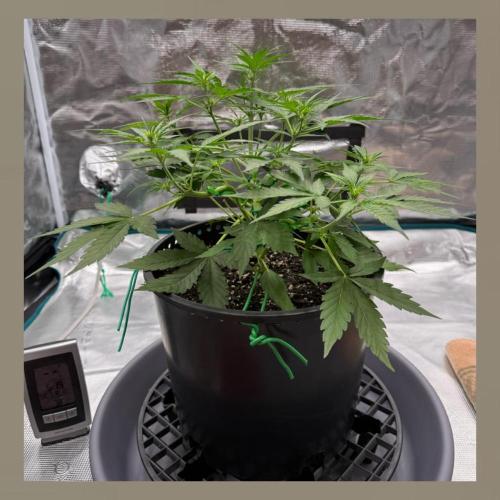 Medusa F1 Auto (RQS). Week 4