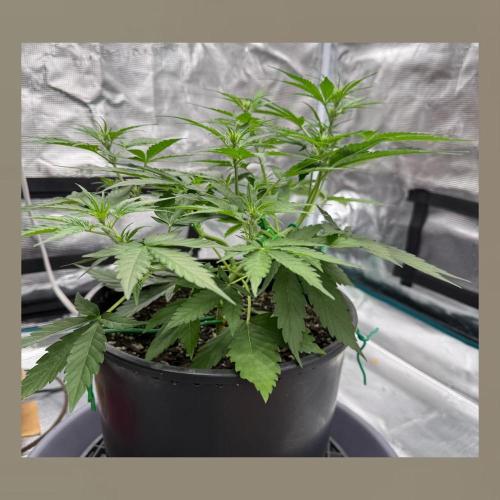 Medusa F1 Auto (RQS). Week 4