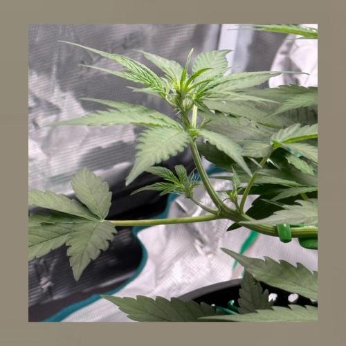 Medusa F1 Auto (RQS). Week 4