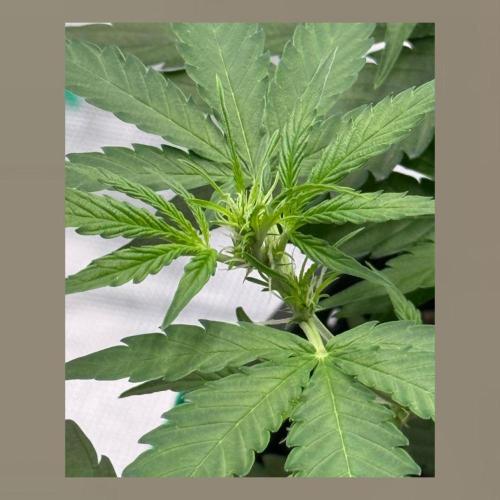 Medusa F1 Auto (RQS). Week 4