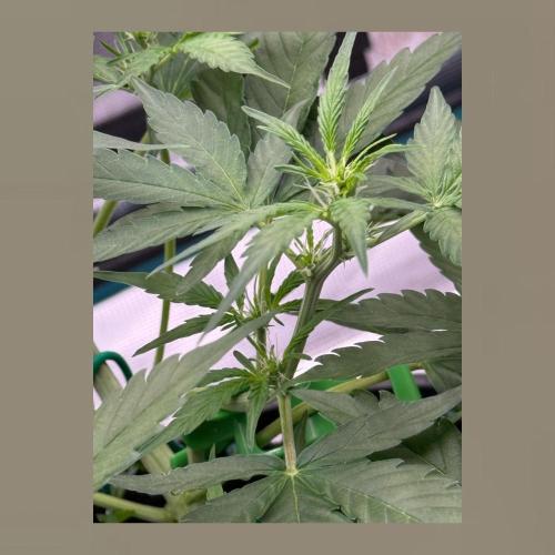 Medusa F1 Auto (RQS). Week 4
