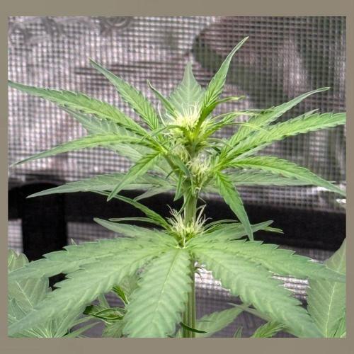 Medusa F1 Auto (RQS). Week 5