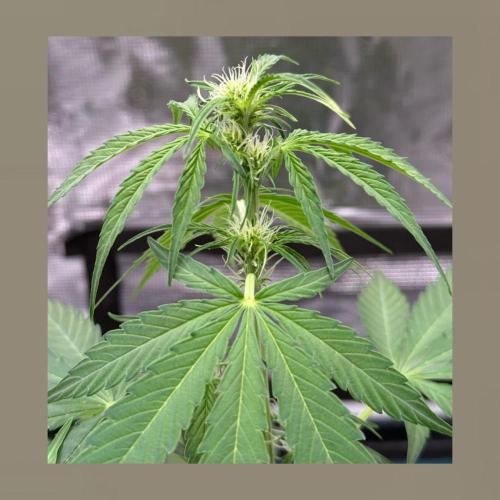 Medusa F1 Auto (RQS). Week 5