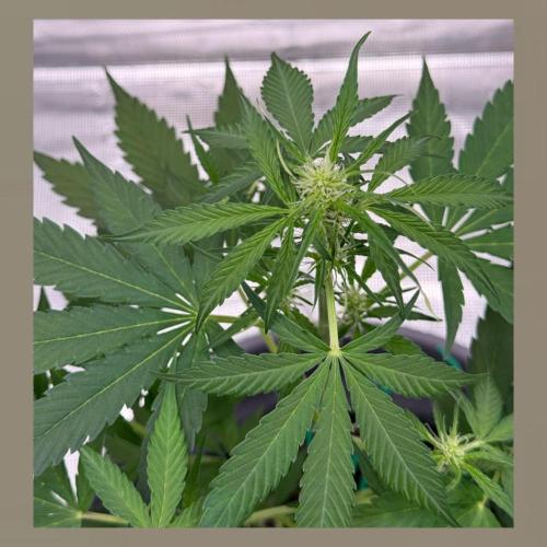 Medusa F1 Auto (RQS). Week 5