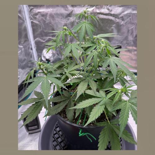 Medusa F1 Auto (RQS). Week 5