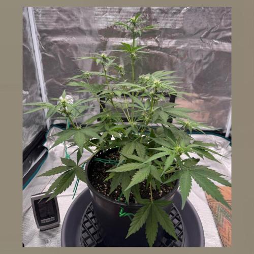 Medusa F1 Auto (RQS). Week 5