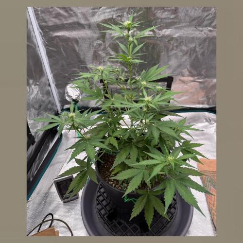 Medusa F1 Auto (RQS). Week 5