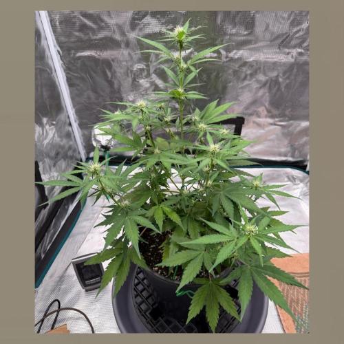 Medusa F1 Auto (RQS). Week 5