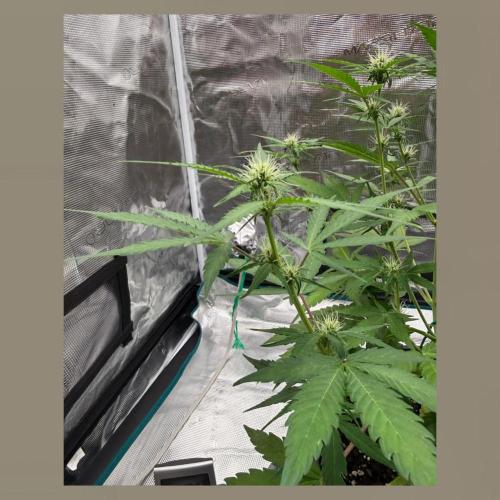 Medusa F1 Auto. Week 5