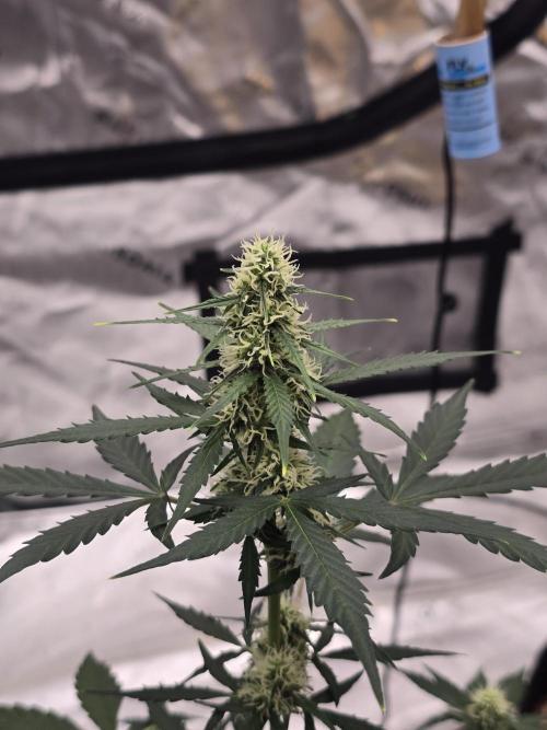 Fast buds Gorilla cookies grow. Week 9