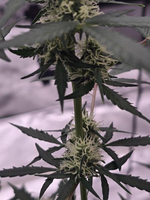 Fast buds Gorilla cookies grow. Week 9