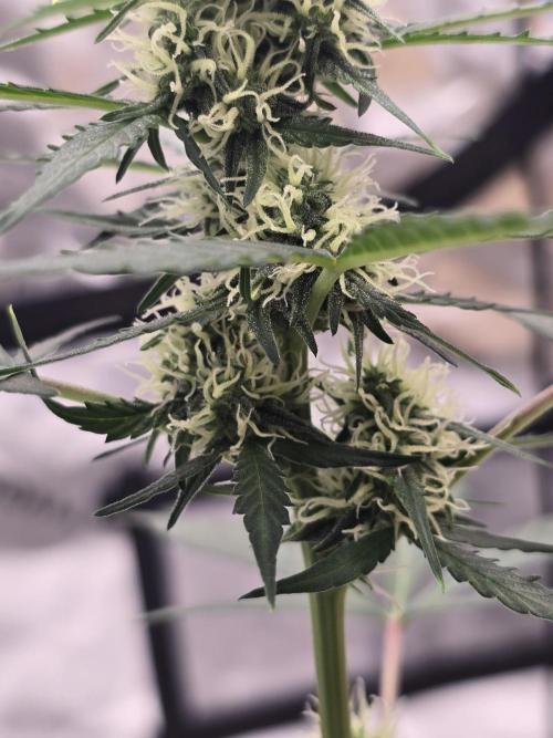 Fast buds Gorilla cookies grow. Week 9