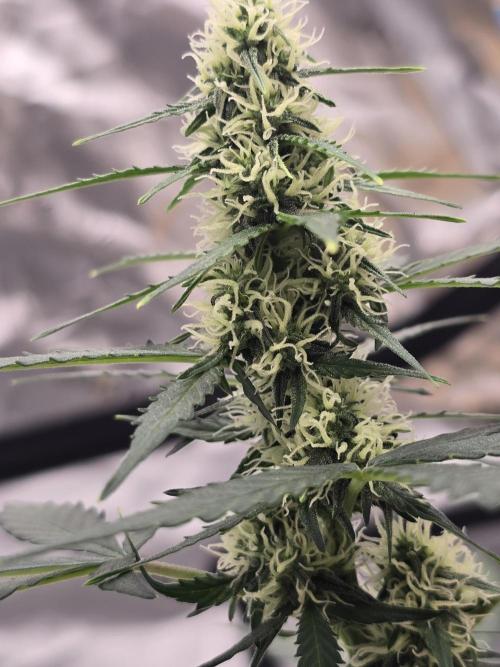 Fast buds Gorilla cookies grow. Week 9