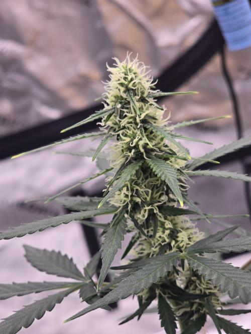 Fast buds Gorilla cookies grow. Week 9