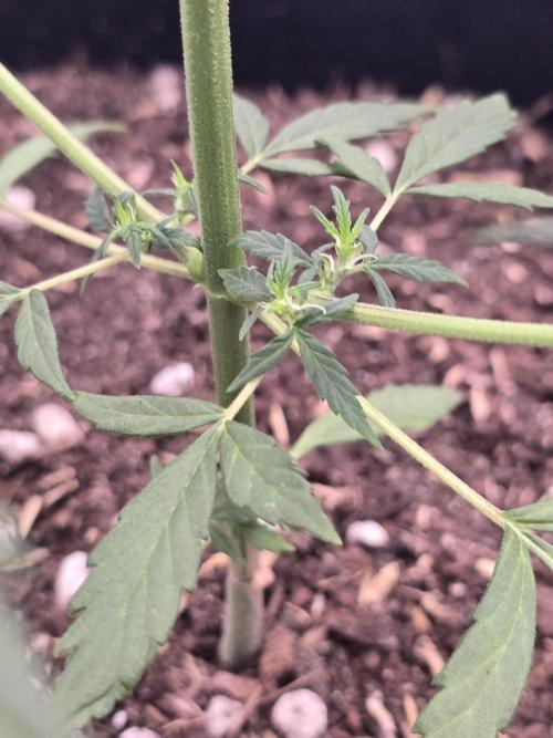 Fast buds Gorilla cookies grow. Week 9