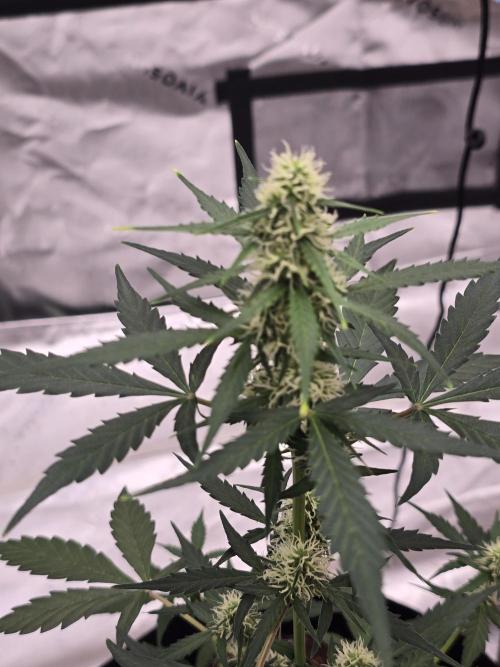 Fast buds Gorilla cookies grow. Week 9