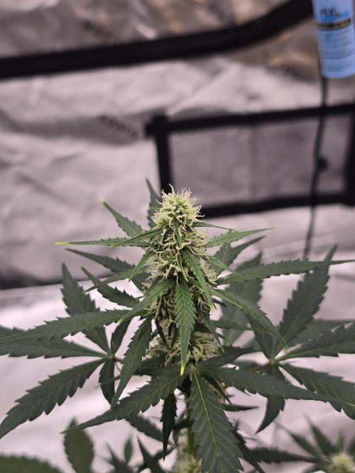 Fast buds Gorilla cookies grow. Week 9