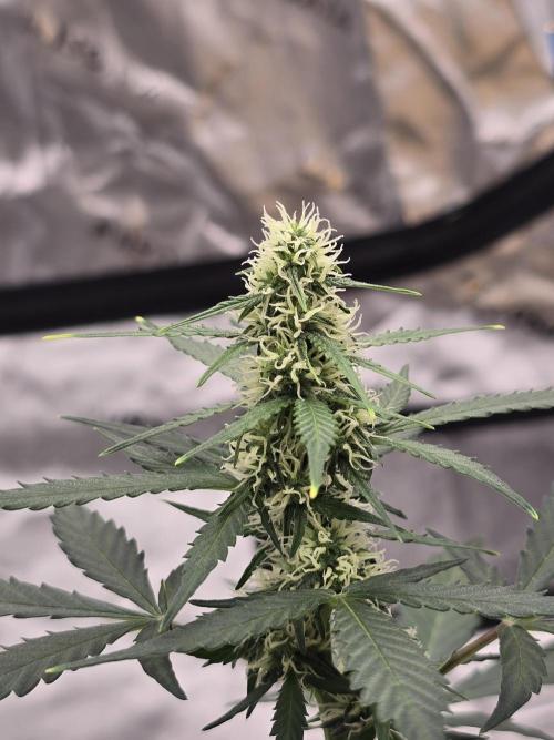 Fast buds Gorilla cookies grow. Week 9