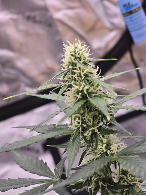 Fast buds Gorilla cookies grow. Week 9