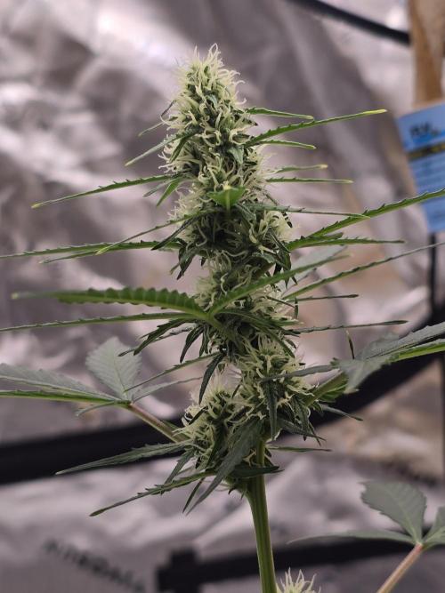 Fast buds Gorilla cookies grow. Week 9