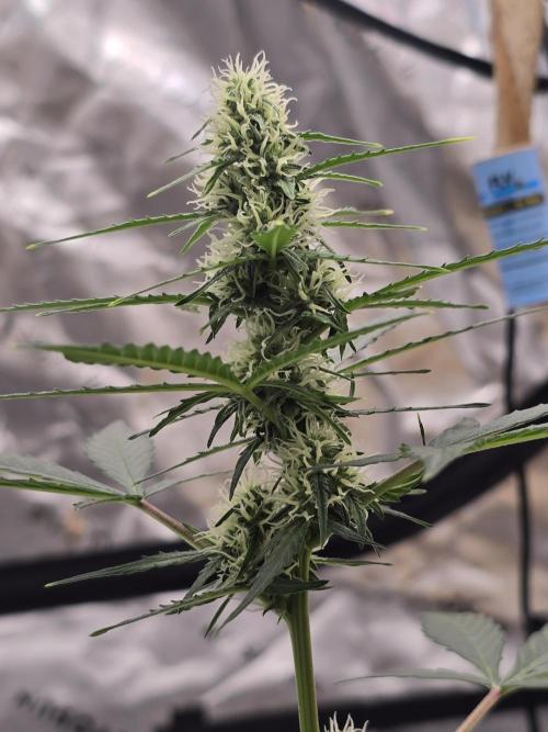 Fast buds Gorilla cookies grow. Week 9