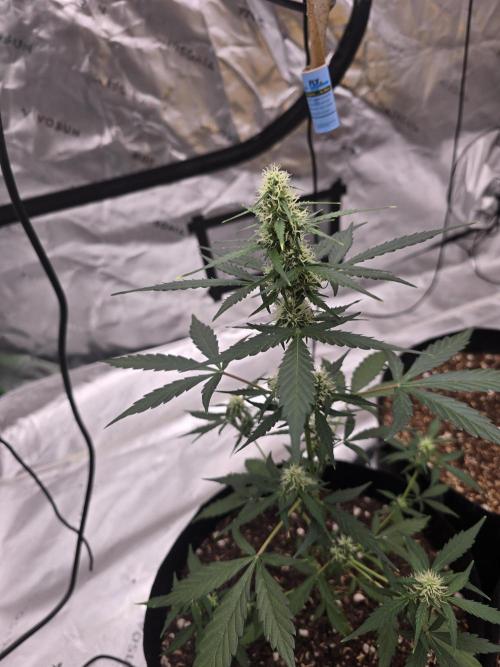 Fast buds Gorilla cookies grow. Week 9