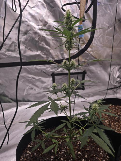 Fast buds Gorilla cookies grow. Week 9