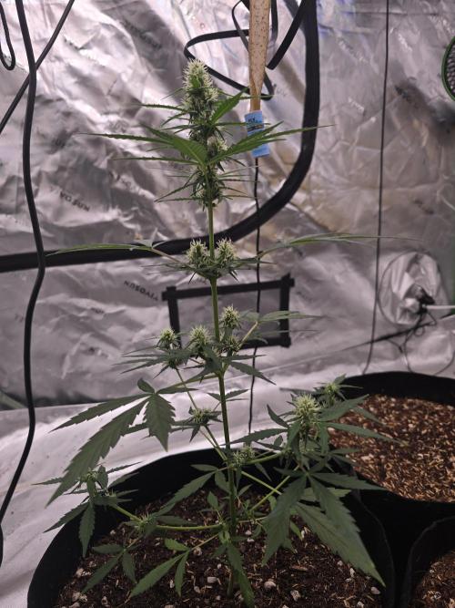 Fast buds Gorilla cookies grow. Week 9