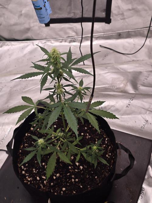 Fast buds Gorilla cookies grow. Week 9