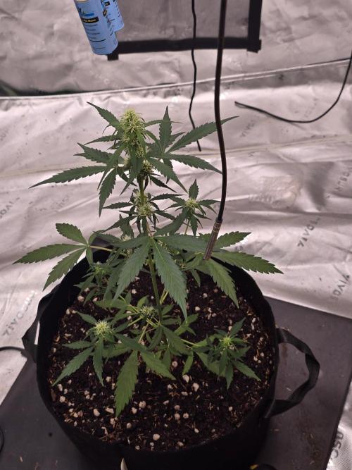 Fast buds Gorilla cookies grow. Week 9