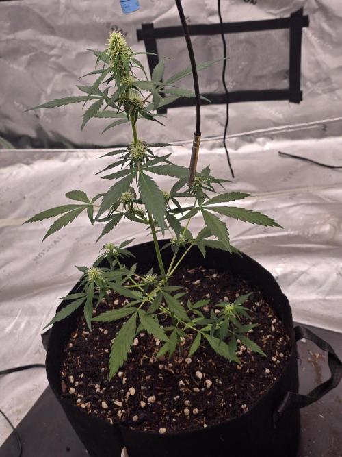Fast buds Gorilla cookies grow. Week 9