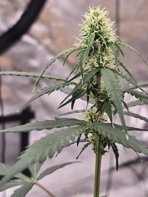 Fast buds Gorilla cookies grow. Week 9