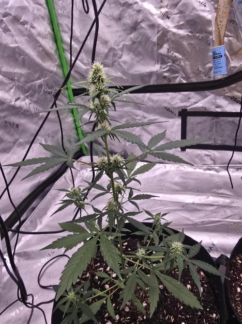 Fast buds Gorilla cookies grow. Week 9