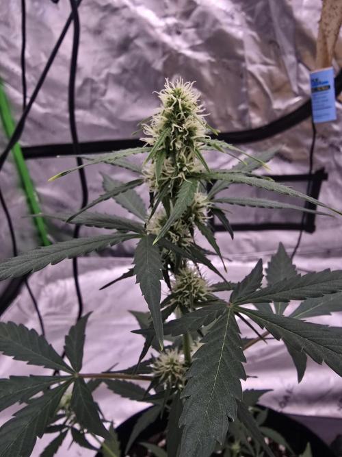 Fast buds Gorilla cookies grow. Week 9