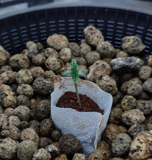 Strawberry Lemonade DWC. Week 1 - Day 2