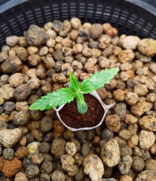 Strawberry Lemonade DWC. Week 1 - Day 6