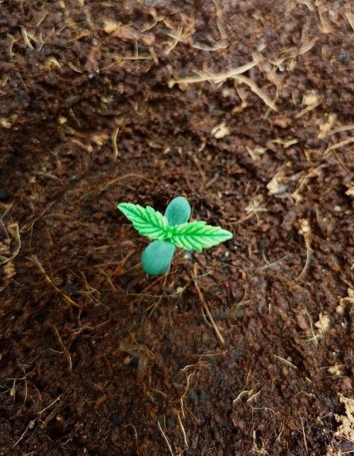 Gorilla Cookies Auto in coco-coir. Week 1 - Day 4