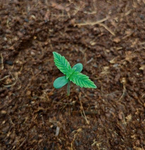 Gorilla Cookies Auto in coco-coir. Week 1 - Day 5