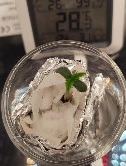 Gorilla Cookies Auto in coco-coir. Week 1 - Day 2