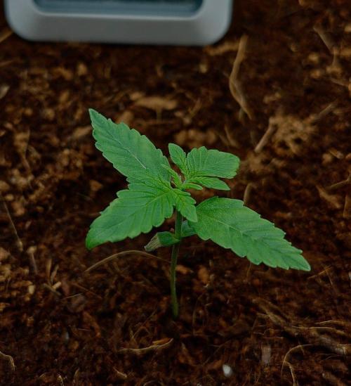 Gorilla Cookies Auto in coco-coir. Week 2 - Day 11