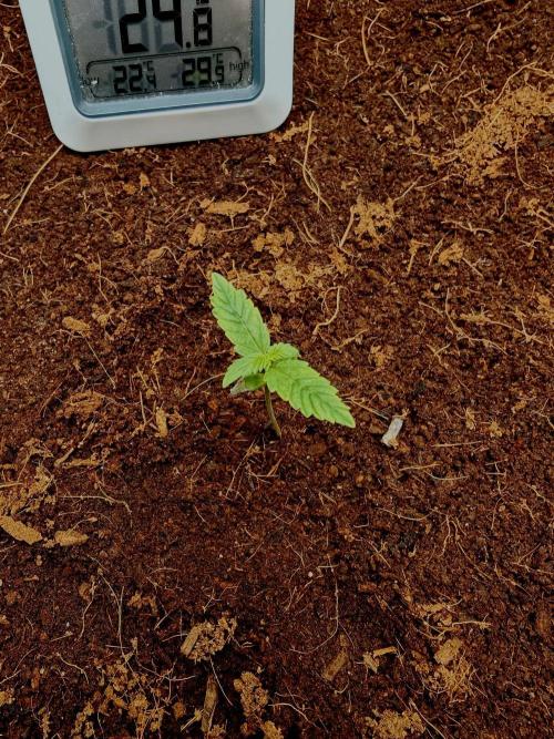 Gorilla Cookies Auto in coco-coir. Week 2 - Day 9