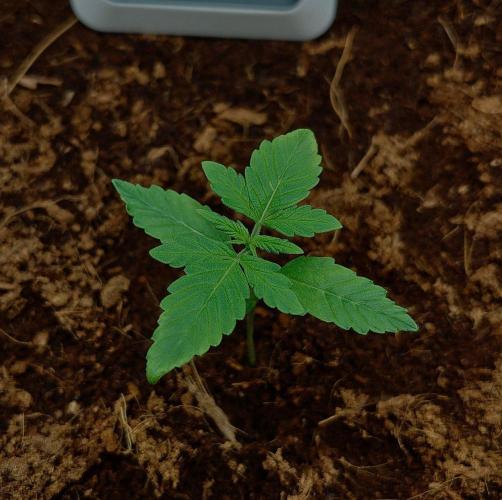 Gorilla Cookies Auto in coco-coir. Week 2 - Day 12