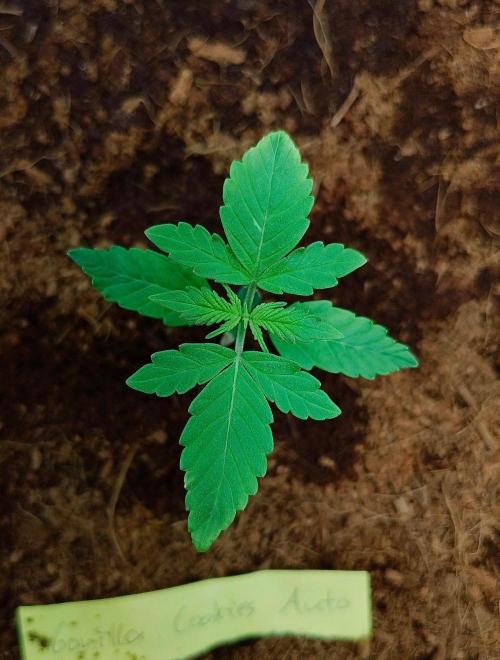 Gorilla Cookies Auto in coco-coir. Week 2 - Day 13