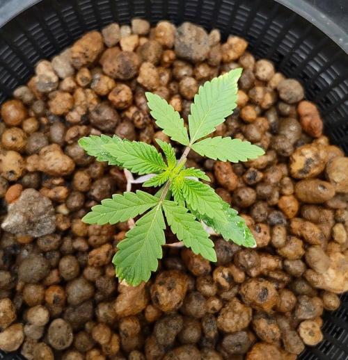 Strawberry Lemonade DWC. Week 2 - Day 12