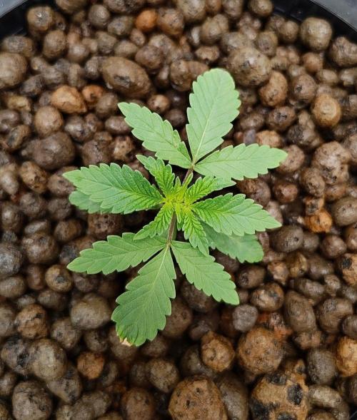 Strawberry Lemonade DWC. Week 2 - Day 13