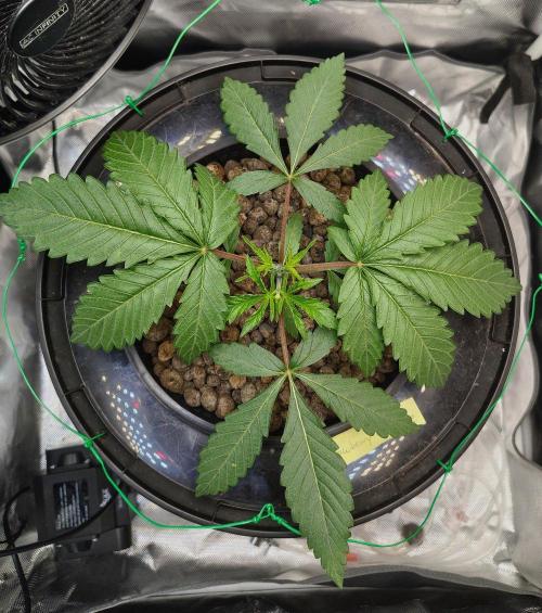 Strawberry Lemonade DWC. Week 3 - Day 21