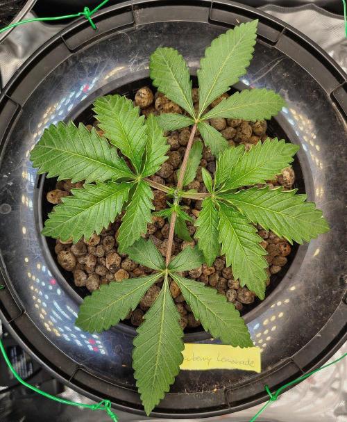 Strawberry Lemonade DWC. Week 3 - Day 19 