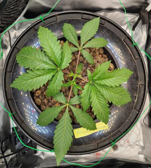 Strawberry Lemonade DWC. Week 3 - Day 20
